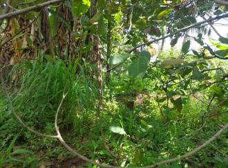 Residential Land for Sale in Trivandrum, Vazhayila, Karakulam