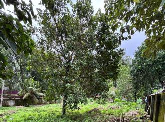 Commercial Land for Sale in Alleppey, Mavelikara, Mavelikkara