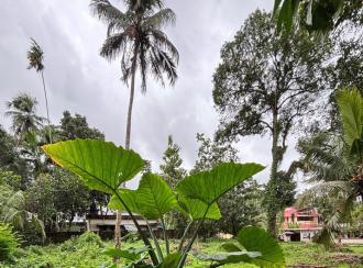 Commercial Land for Sale in Alleppey, Mavelikara, Mavelikkara