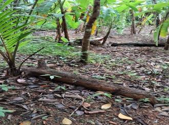 Residential Land for Sale in Pathanamthitta, Thiruvalla, Kattodu 