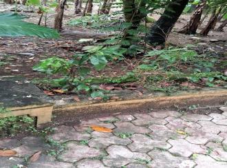 Residential Land for Sale in Pathanamthitta, Thiruvalla, Kattodu 