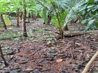 Residential Land for Sale in Pathanamthitta, Thiruvalla, Kattodu 