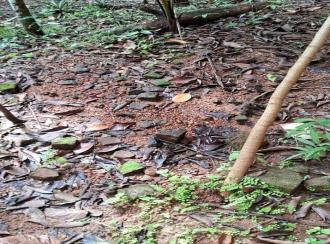 Residential Land for Sale in Pathanamthitta, Thiruvalla, Kattodu 