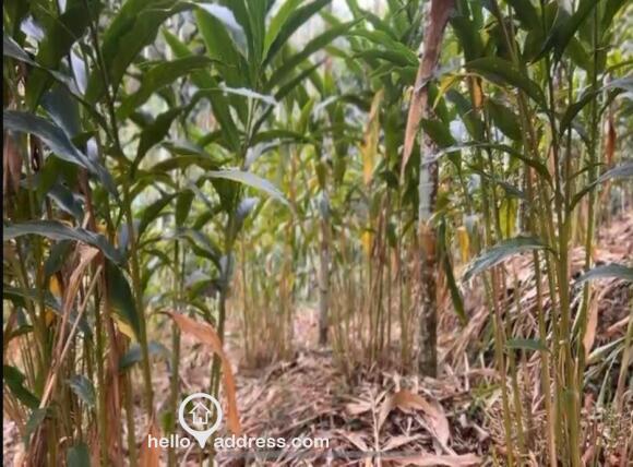 Residential Land for Sale