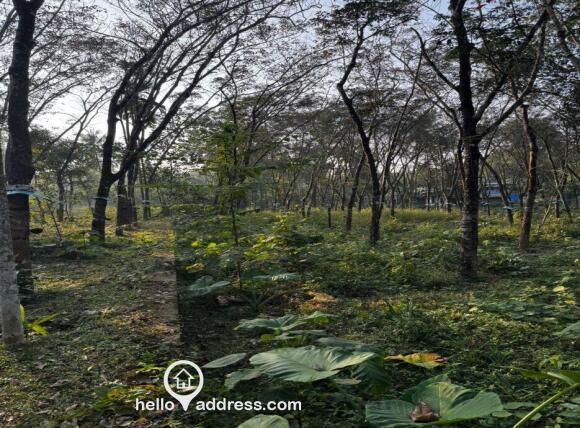 Rubber plantation of 1.5 acre land available for sale