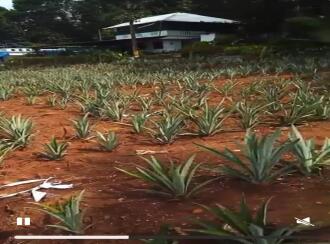 Residential Land for Sale in Ernakulam, Perumbavoor, Kodanad, Kurichilackodu