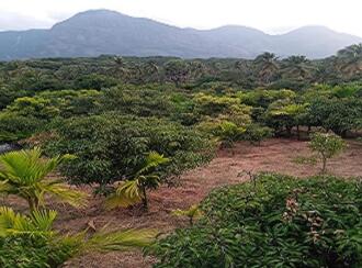 Residential Land for Sale in Palakkad, Kollengode, Thamarapadam