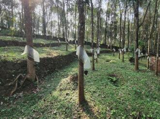 Residential Land for Sale in Kottayam, Erumeli, Erumeli