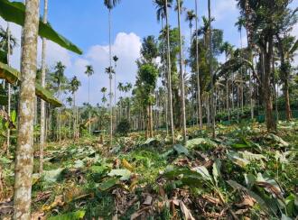 Commercial Land for Sale in Wayanad, Sulthan bathery, Krishnagiri, Near to NH 212, Pathiripalam