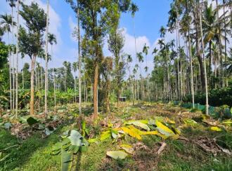 Commercial Land for Sale in Wayanad, Sulthan bathery, Krishnagiri, Near to NH 212, Pathiripalam