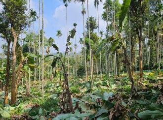 Commercial Land for Sale in Wayanad, Sulthan bathery, Krishnagiri, Near to NH 212, Pathiripalam