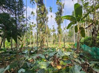 Commercial Land for Sale in Wayanad, Sulthan bathery, Krishnagiri, Near to NH 212, Pathiripalam