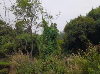 Commercial Land for Sale in Palakkad, Palakkad, Chulanur, Chulanur