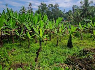 Residential Land for Sale in Kottayam, Pampady, 8 th mile, 8TH MILE DIET VELLOOR PAMPADY ...