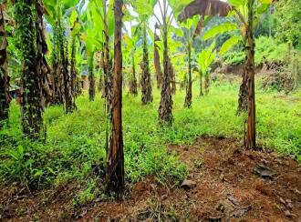 Residential Land for Sale in Kottayam, Pampady, 8 th mile, 8TH MILE DIET VELLOOR PAMPADY ...