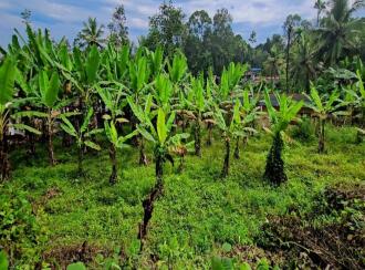 Residential Land for Sale in Kottayam, Pampady, 8 th mile, 8TH MILE DIET VELLOOR PAMPADY ...