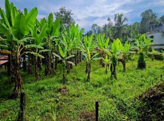 Residential Land for Sale in Kottayam, Pampady, 8 th mile, 8TH MILE DIET VELLOOR PAMPADY ...