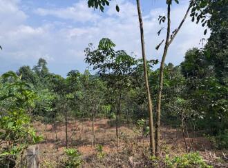 Agricultural Land for Sale in Malappuram, Nilambur, Kalikavu, neelanchery