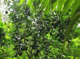 Residential Land for Sale in Idukki, Munnar, Munnar, Kunchithanny Near Eden&Rivulet resorts