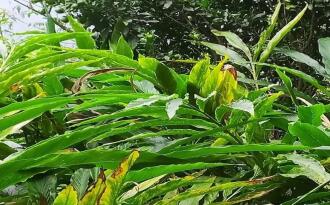 Residential Land for Sale in Idukki, Munnar, Munnar, Kunchithanny Near Eden&Rivulet resorts