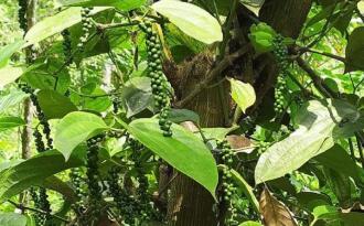 Residential Land for Sale in Idukki, Munnar, Munnar, Kunchithanny Near Eden&Rivulet resorts