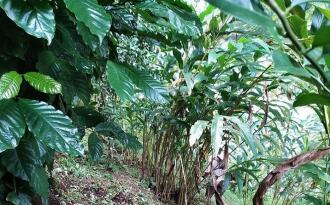 Residential Land for Sale in Idukki, Munnar, Munnar, Kunchithanny Near Eden&Rivulet resorts