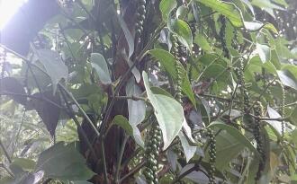 Residential Land for Sale in Idukki, Munnar, Munnar, Kunchithanny Near Eden&Rivulet resorts