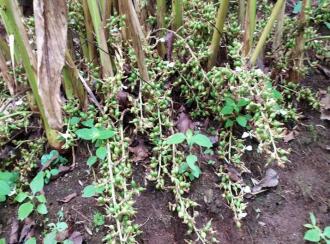 Residential Land for Sale in Idukki, Munnar, Munnar, Kunchithanny Near Eden&Rivulet resorts