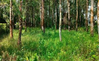 Residential Land for Sale in Kottayam, Kottayam town, Panachikkad, Kaniyamala Jn.