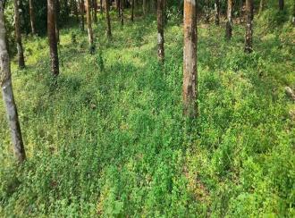 Residential Land for Sale in Kottayam, Kottayam town, Panachikkad, Kaniyamala Jn.