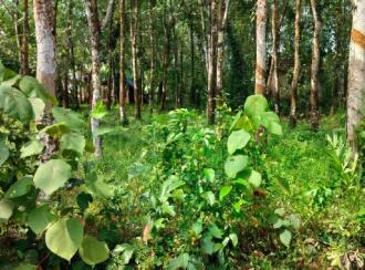 Residential Land for Sale in Kottayam, Kottayam town, Panachikkad, Kaniyamala Jn.