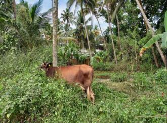 Residential Land for Sale in Alleppey, Arookutty, Arookutty