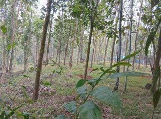 Residential Land for Sale in Ernakulam, Muvattupuzha, Elanji, Mutholapuram