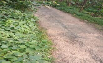 Residential Land for Sale in Ernakulam, Muvattupuzha, Elanji, Mutholapuram