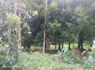 Residential Land for Sale in Thrissur, Chalakudy, Elanjipra , Near Unnikal temple