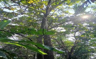 Residential Land for Sale in Thrissur, Chalakudy, Chalakkudy, near railway station