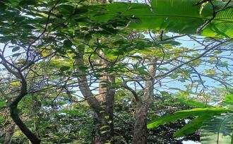 Residential Land for Sale in Thrissur, Chalakudy, Chalakkudy, near railway station