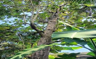 Residential Land for Sale in Thrissur, Chalakudy, Chalakkudy, near railway station