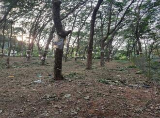 Residential Land for Sale in Kollam, Kollam, Nallila, Palanirappu temple