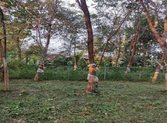 Residential Land for Sale in Kollam, Kollam, Nallila, Palanirappu temple