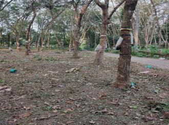 Residential Land for Sale in Kollam, Kollam, Nallila, Palanirappu temple