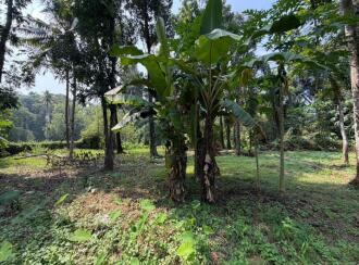 Residential Land for Sale in Pathanamthitta, Thiruvalla, Azhiyidathuchira, Puthiya madam