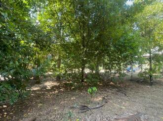 Residential Land for Sale in Thrissur, Kodungallur, Ala