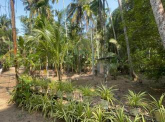 Residential Land for Sale in Thrissur, Kodungallur, Ala