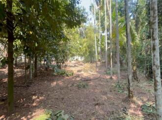 Residential Land for Sale in Thrissur, Kodungallur, Ala