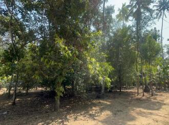 Residential Land for Sale in Thrissur, Kodungallur, Ala