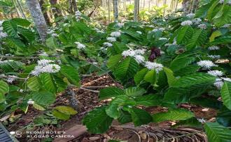 Agricultural Land for SaleWayanad, Sulthan bathery, Cheeral