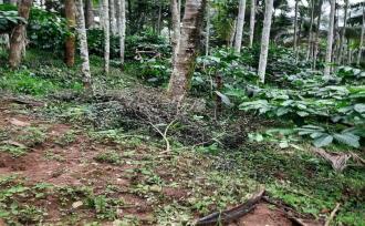 Agricultural Land for Sale in Wayanad, Sulthan bathery, Cheeral