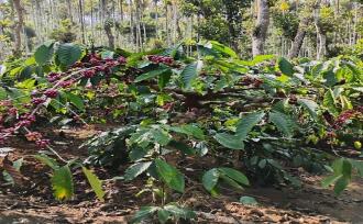 Agricultural Land for Sale in Wayanad, Sulthan bathery, Cheeral