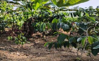 Agricultural Land for Sale in Wayanad, Sulthan bathery, Cheeral